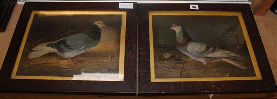 Victorian embossed pigeon prints